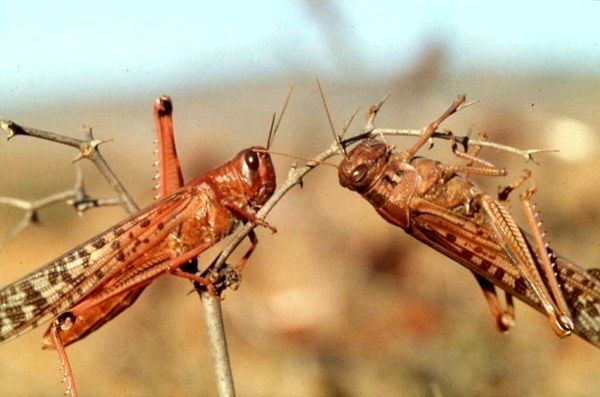 ‌ورود موج جدید ملخ‌های دریایی به کشور 
