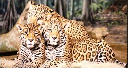 رهایی از حسرت ملی با حفظ 5 پلنگ 