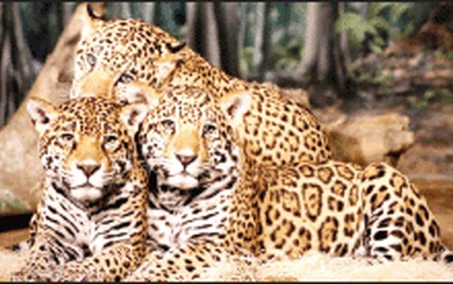 رهایی از حسرت ملی با حفظ 5 پلنگ 
