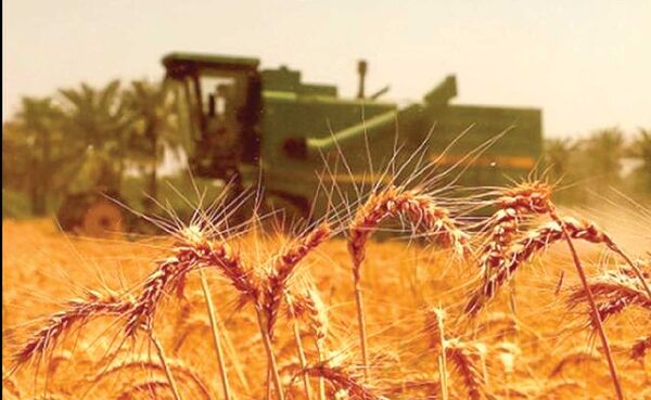 قانون خرید تضمینی گندم حافظ منافع دولت شده است