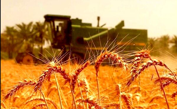 قانون خرید تضمینی گندم حافظ منافع دولت شده است
