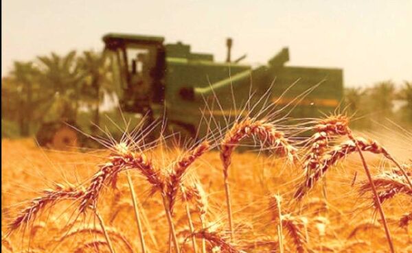 قانون خرید تضمینی گندم حافظ منافع دولت شده است