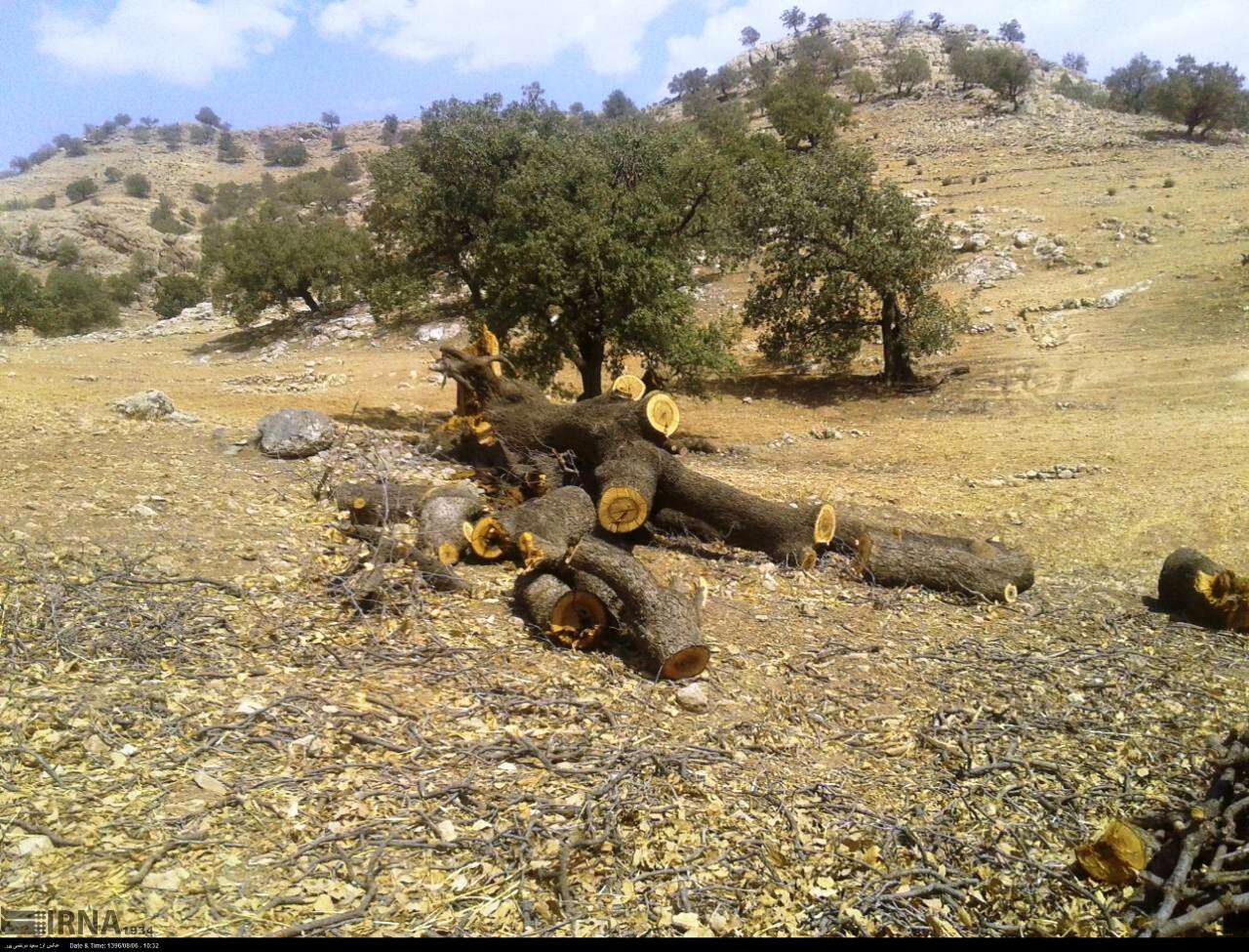 غارت درختان بلوط زاگرس از «لنده»