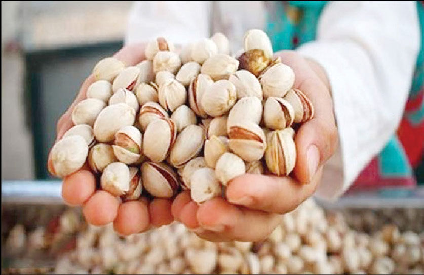 سیاست‌های ارزی صادرات پسته را مختل کرده است