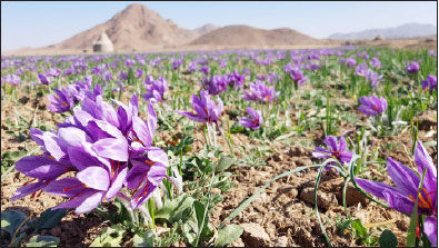 دیار ابریشم و طلای سرخ