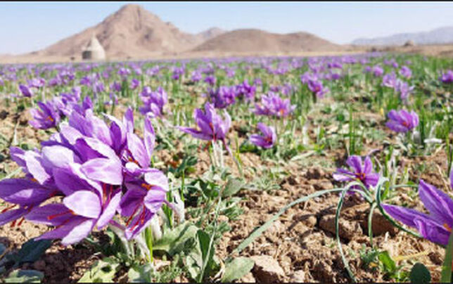 دیار ابریشم و طلای سرخ
