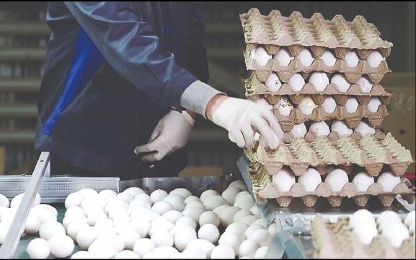 
90 درصد تخم مرغ‌ها بدون شناسه و نظارت به فروش می‌رود