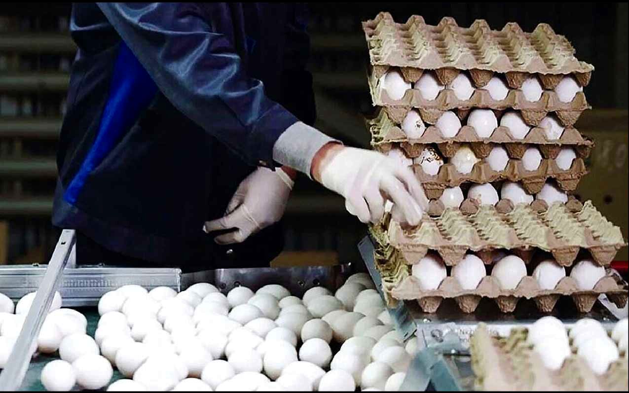 
90 درصد تخم مرغ‌ها بدون شناسه و نظارت به فروش می‌رود