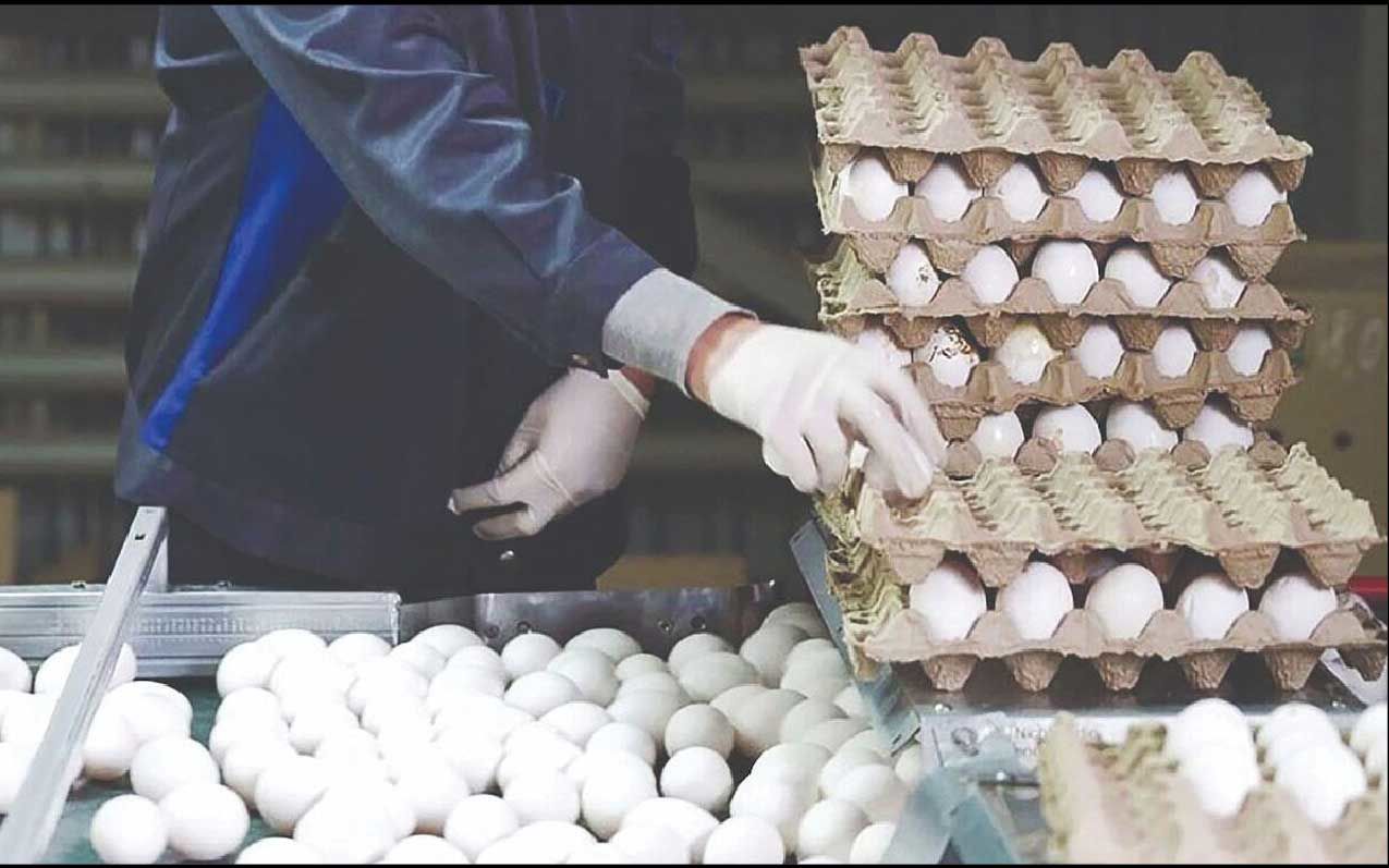 
90 درصد تخم مرغ‌ها بدون شناسه و نظارت به فروش می‌رود