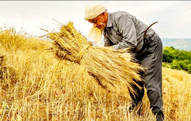 سازمان برنامه موجب اختلال در تسویه‌حساب با کشاورزان شد