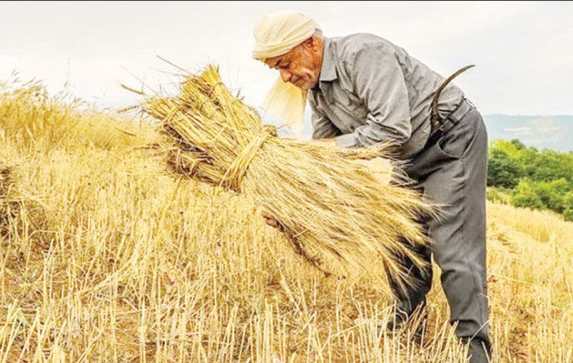 سازمان برنامه موجب اختلال در تسویه‌حساب با کشاورزان شد