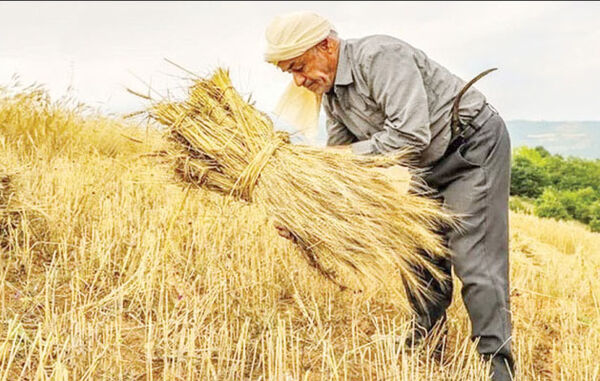سازمان برنامه موجب اختلال در تسویه‌حساب با کشاورزان شد