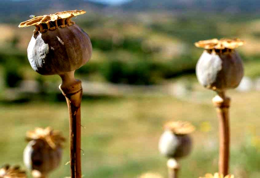 
برداشت گل و خشخاش از مزرعه بی‌آبی و فقر!