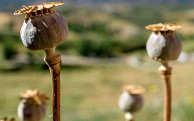
برداشت گل و خشخاش از مزرعه بی‌آبی و فقر!