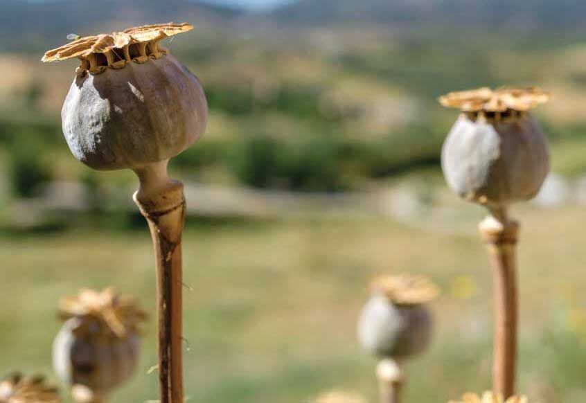 
برداشت گل و خشخاش از مزرعه بی‌آبی و فقر!