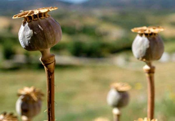 
برداشت گل و خشخاش از مزرعه بی‌آبی و فقر!