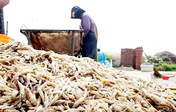 
بسیاری از بازارهای اروپایی میگو را از دست دادیم