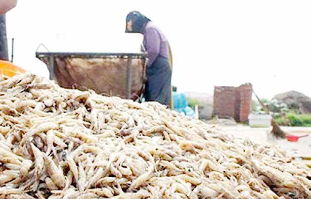 
بسیاری از بازارهای اروپایی میگو را از دست دادیم