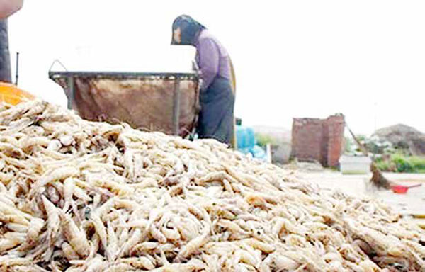 
بسیاری از بازارهای اروپایی میگو را از دست دادیم