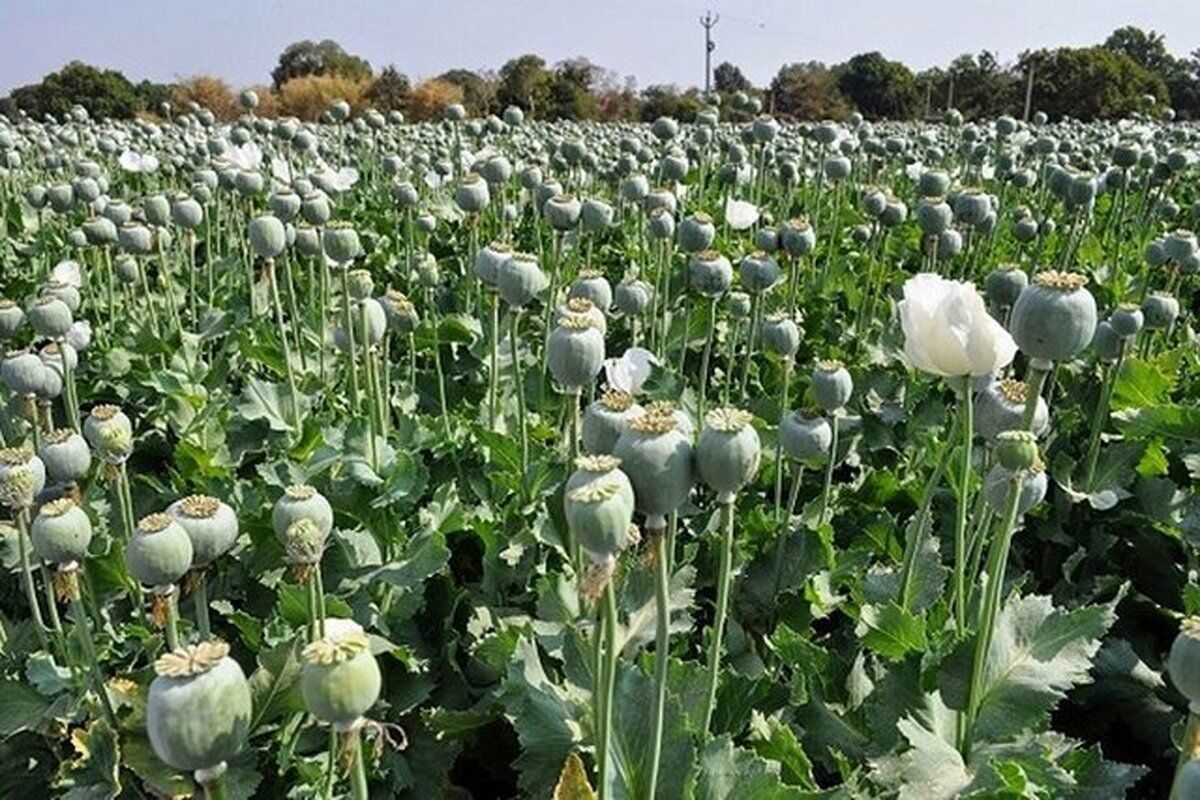 

کشت خشخاش ممنوع است
