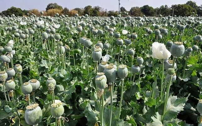 

کشت خشخاش ممنوع است