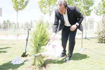 گران‌ترین درخت تاریخ
